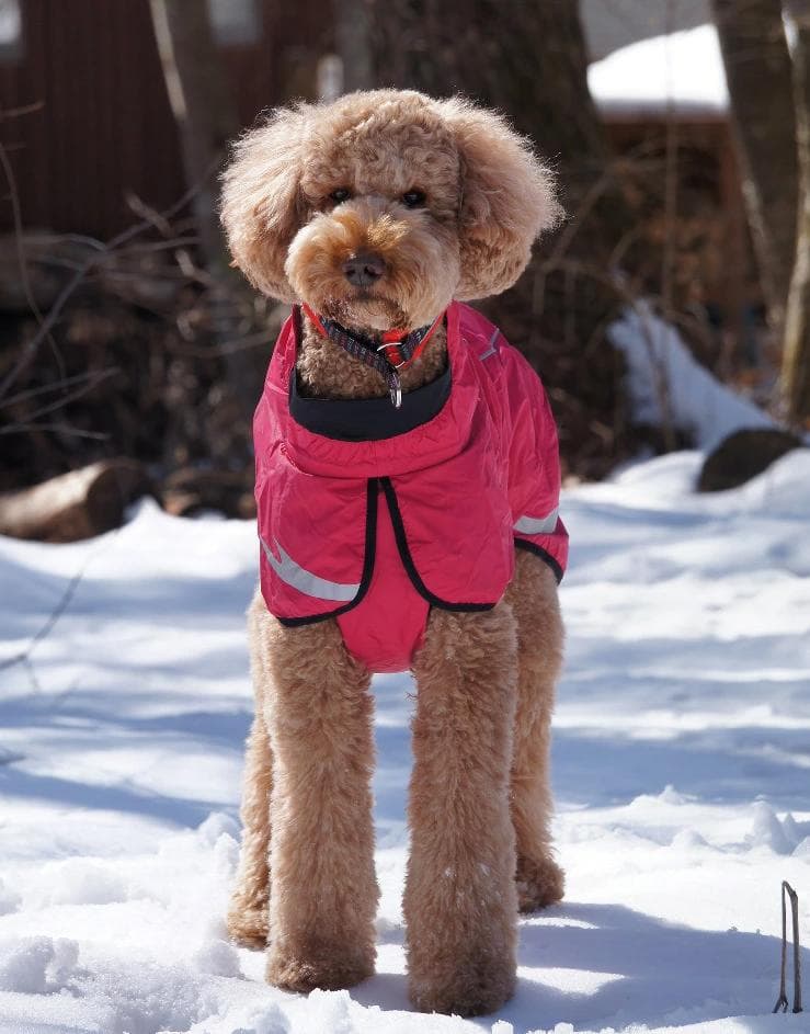 フルッタ　トレントコート ピンク 65 サイズ