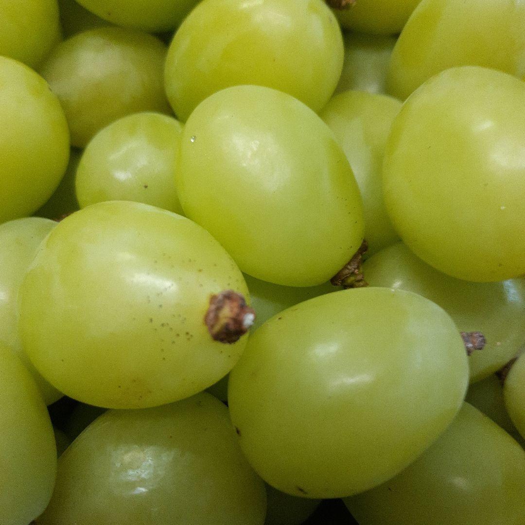 完熟多めシャインマスカット徳用5.5キロ入りの粒バック入りになります。