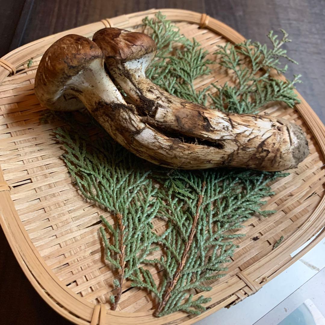 ②③④【岩手県産天然松茸】収穫最終　国産本場　訳あり開き　採れたて　産地直送