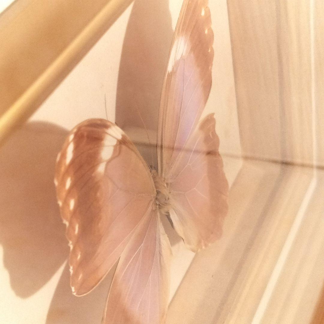 ヴィンテージアート 蝶の標本 モルフォ蝶