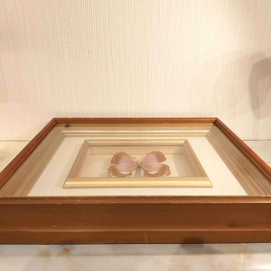 ヴィンテージアート 蝶の標本 モルフォ蝶