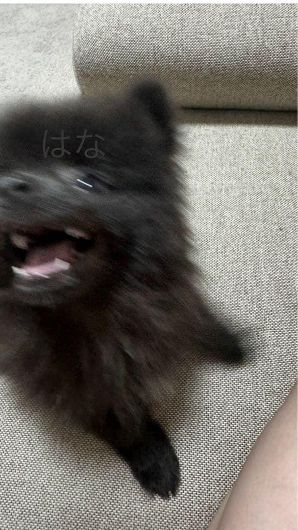 【写真も見てね】うちの子の可愛いアクリルキーホルダー　ポメラニアン