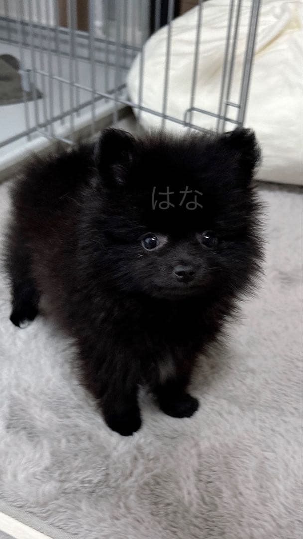 【写真も見てね】うちの子の可愛いアクリルキーホルダー　ポメラニアン