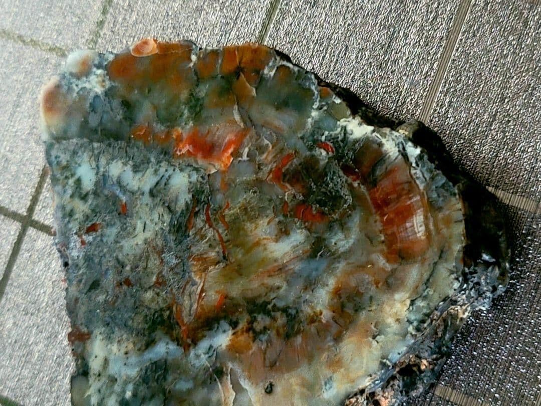 化石『恐竜の糞化石』コプロライト 希少 標本 稀石 生痕 草食恐竜 瑪瑙化 天然