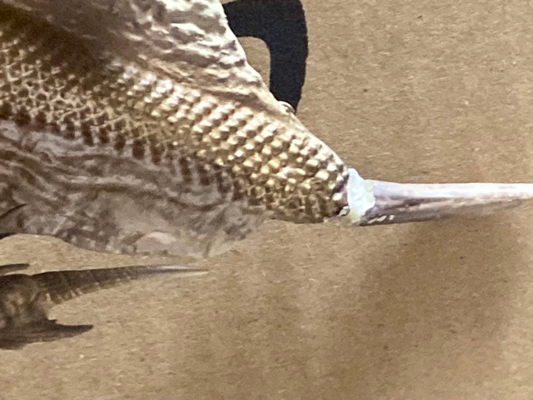 東宝大怪獣シリーズ　キングギドラ2019 ジャンク品