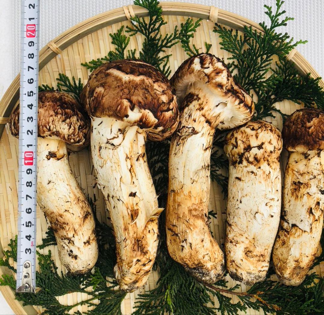 10/18 朝採れ国産岩手県沿岸松茸826g