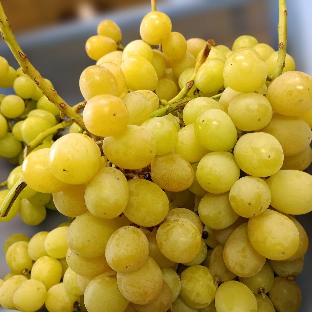 完熟多めシャインマスカット家庭用訳有り品