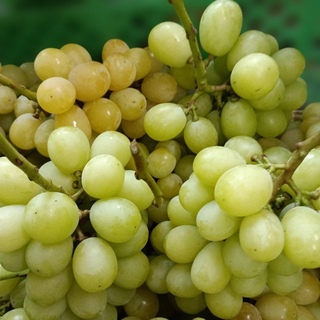 完熟多めシャインマスカット家庭用訳有り品