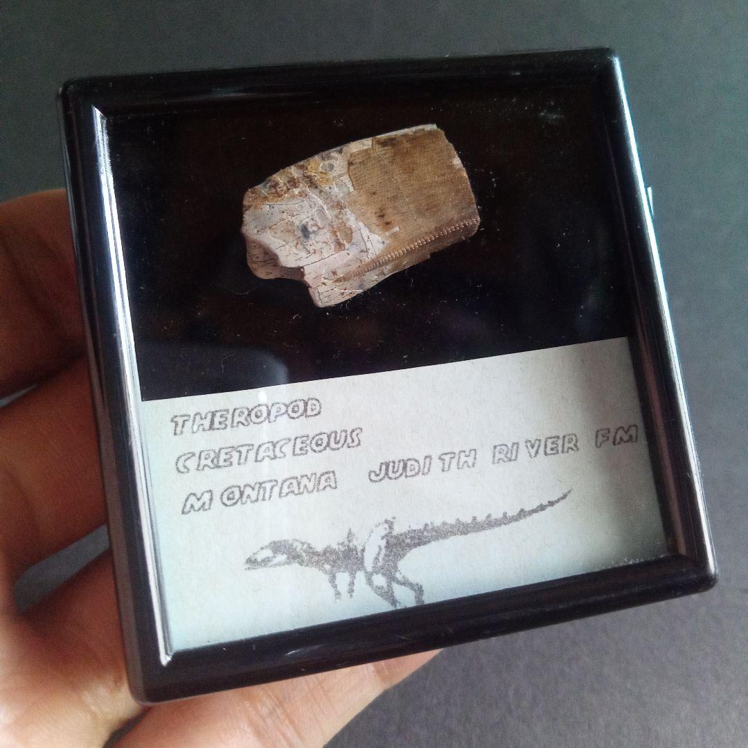 恐竜　化石　骨格　標本　アメリカ獣脚類　ティラノサウルス類　26mm