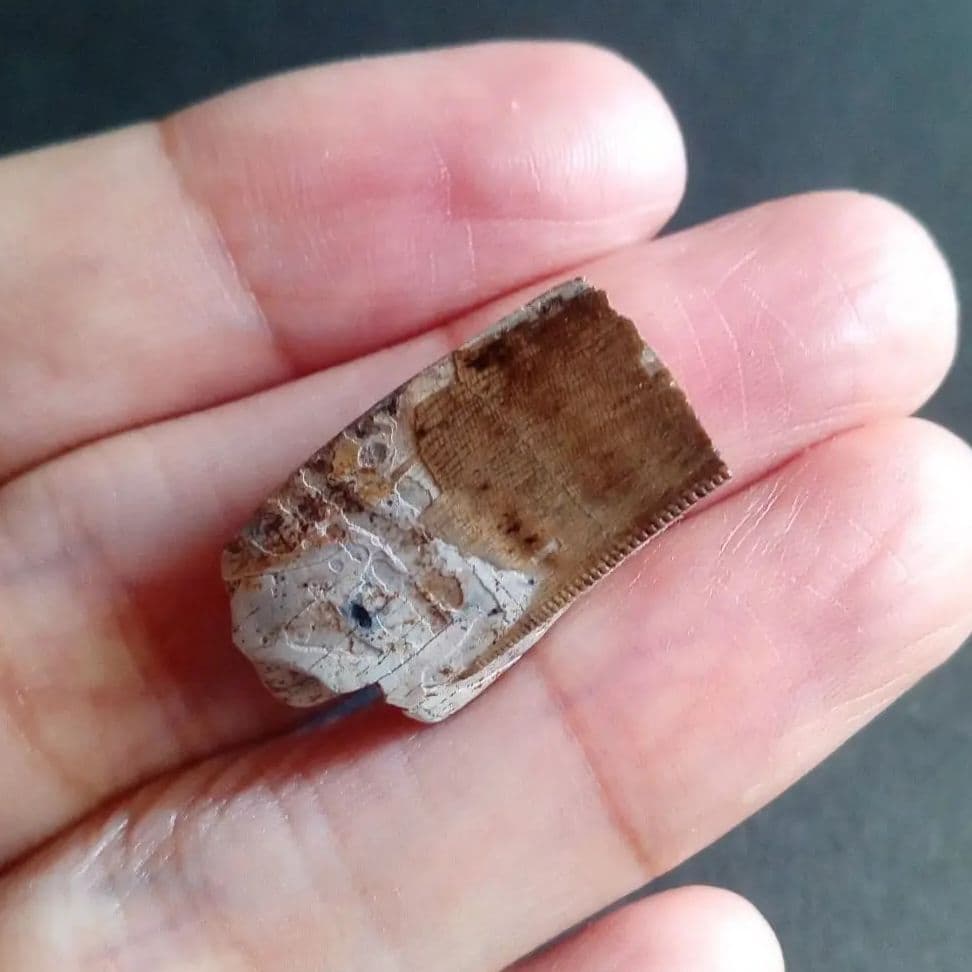 恐竜　化石　骨格　標本　アメリカ獣脚類　ティラノサウルス類　26mm