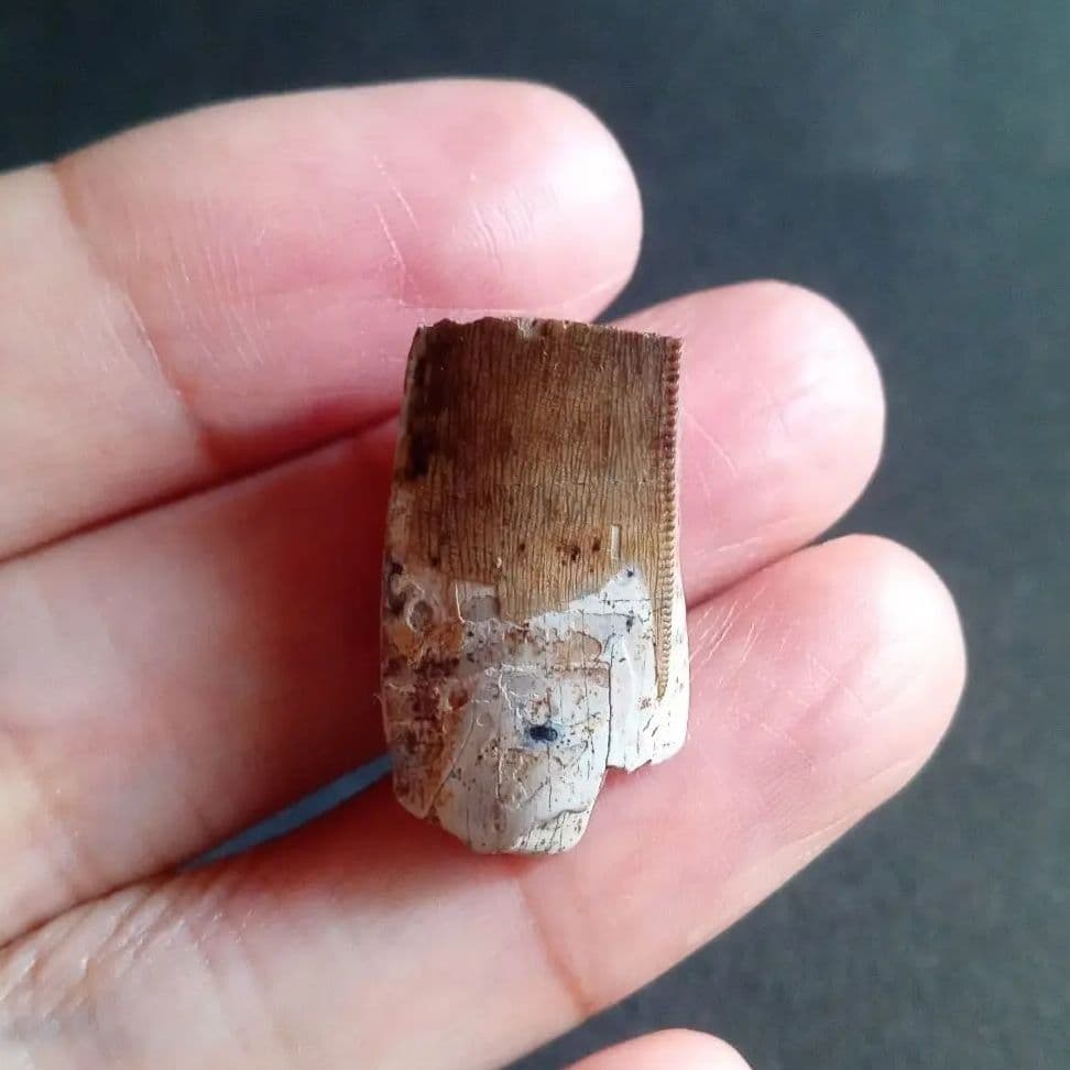 恐竜　化石　骨格　標本　アメリカ獣脚類　ティラノサウルス類　26mm