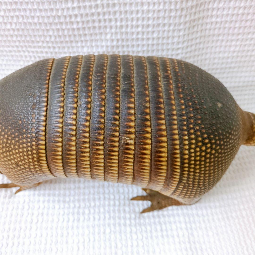 アルマジロ 剥製