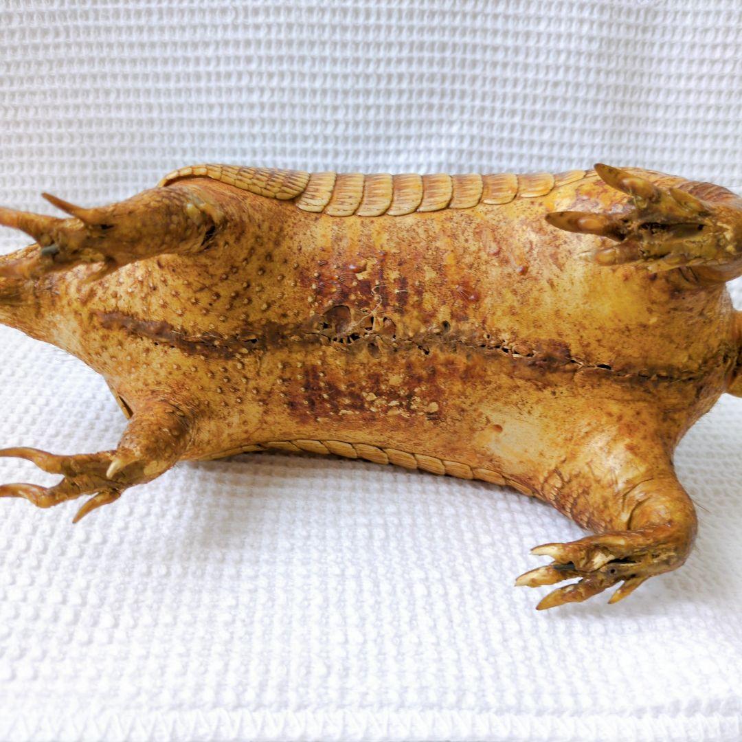 アルマジロ 剥製