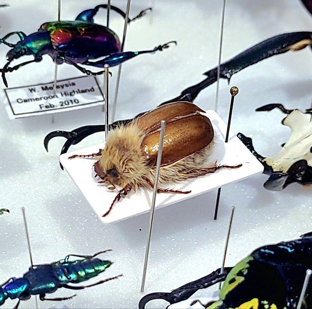 ライオンコガネ　標本