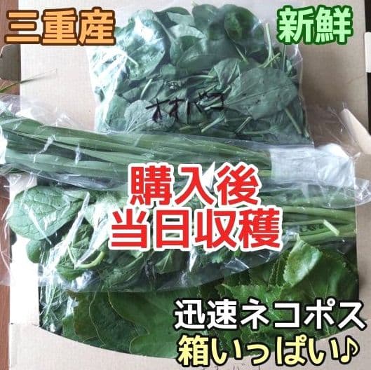 生葉/乾燥葉 ★セミオーダーページ★ ウサギ ハムスター リクガメ さん他