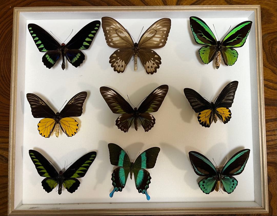 希少蝶の標本 ドイツ木製フレーム付き箱現状品のみ50x42x6cm