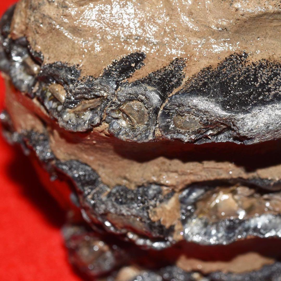 ハンガリー産 メリジオナリスゾウの臼歯化石