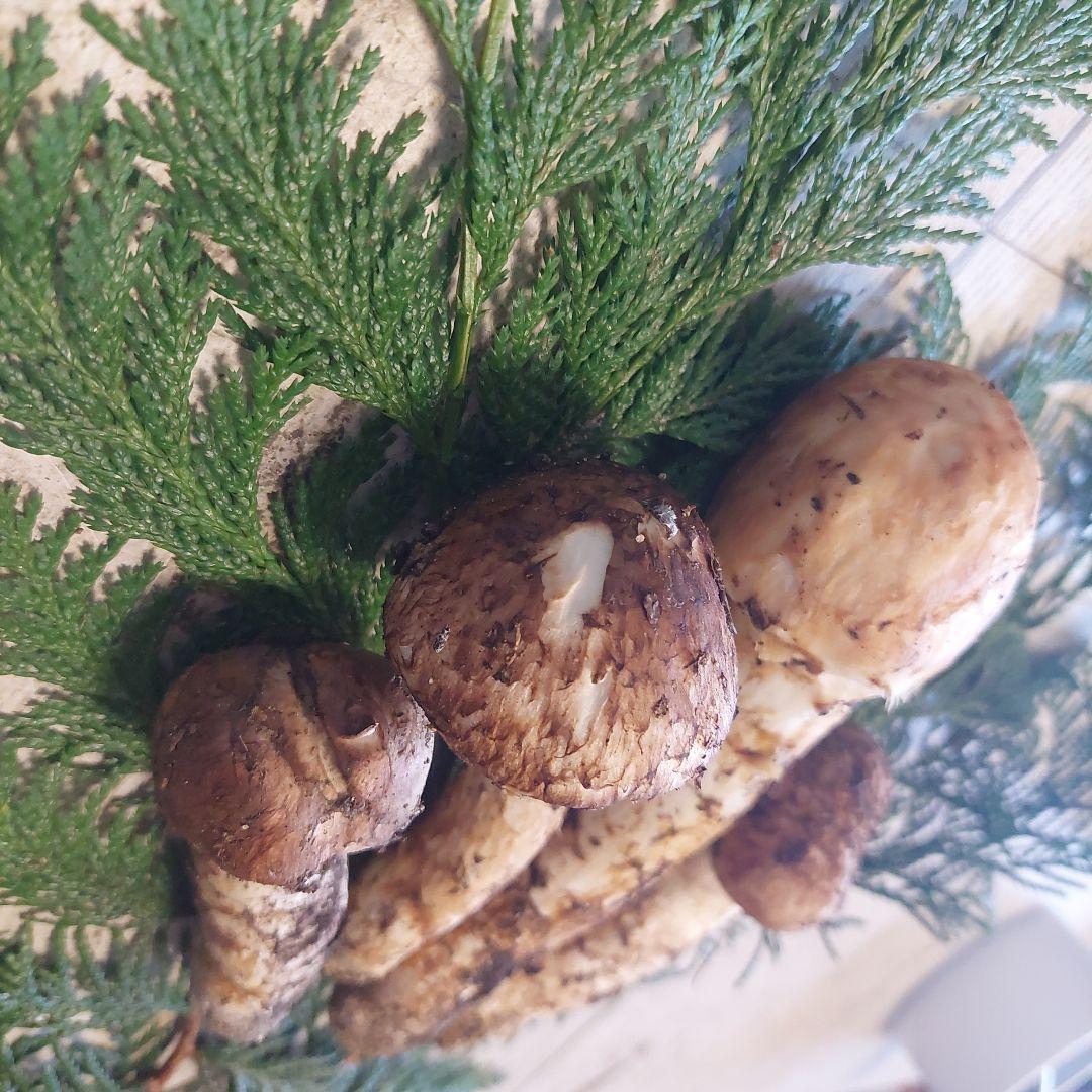 信州産♪松茸
