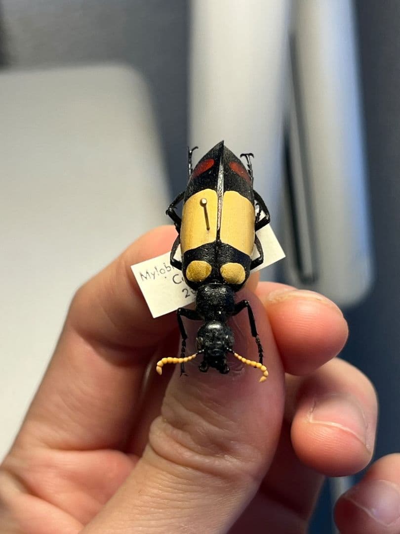 【36mm】ツチハンミョウ 中央アフリカ産 オサムシマイマイカブリ 昆虫標本