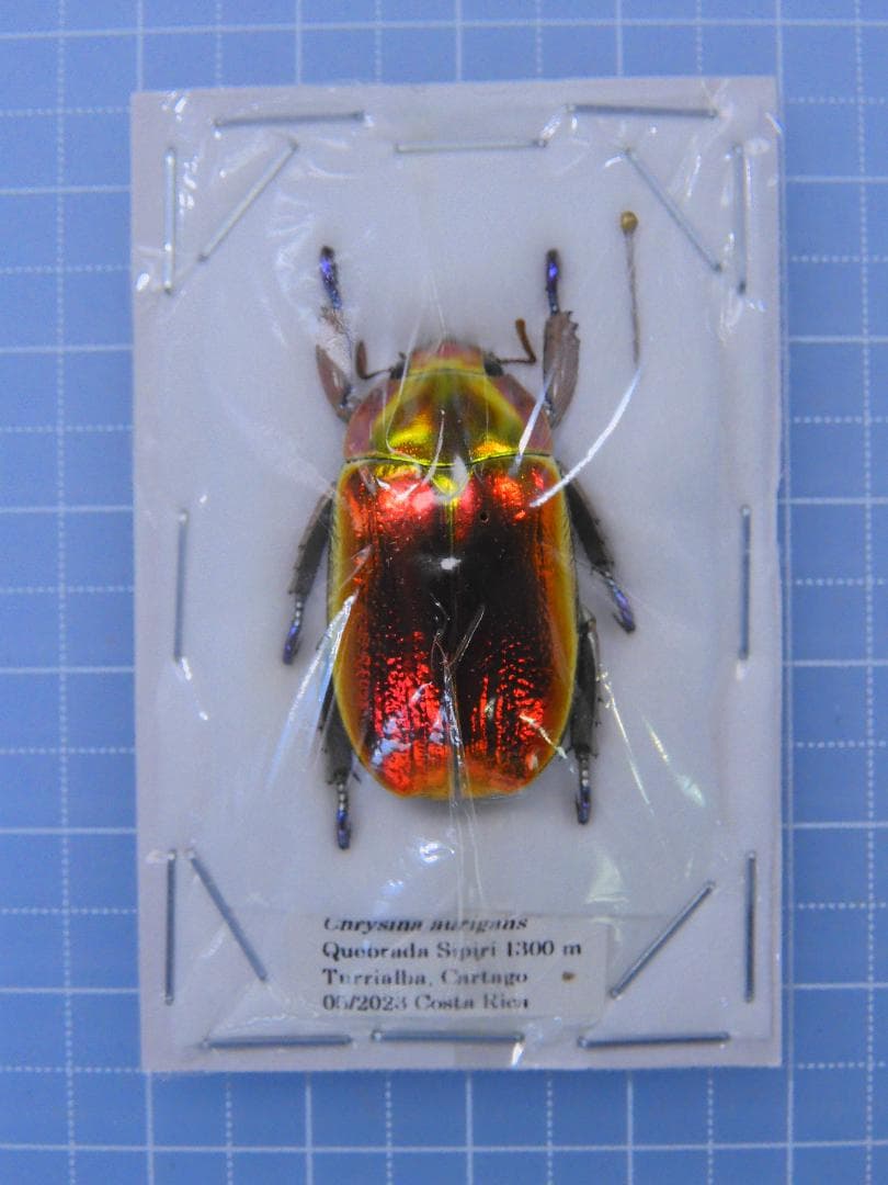 お買い得　アウリガヌスキンイロコガネ　27mm