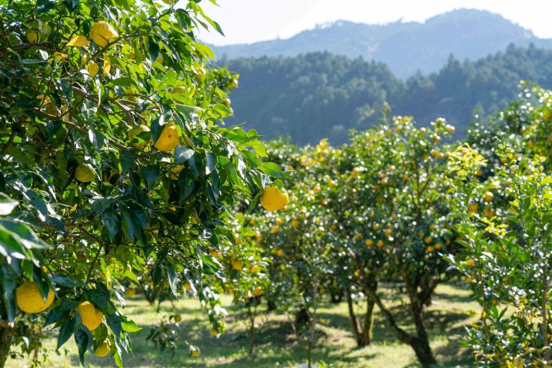 ③kenynares高知県産本柚子約20kg（60/60）