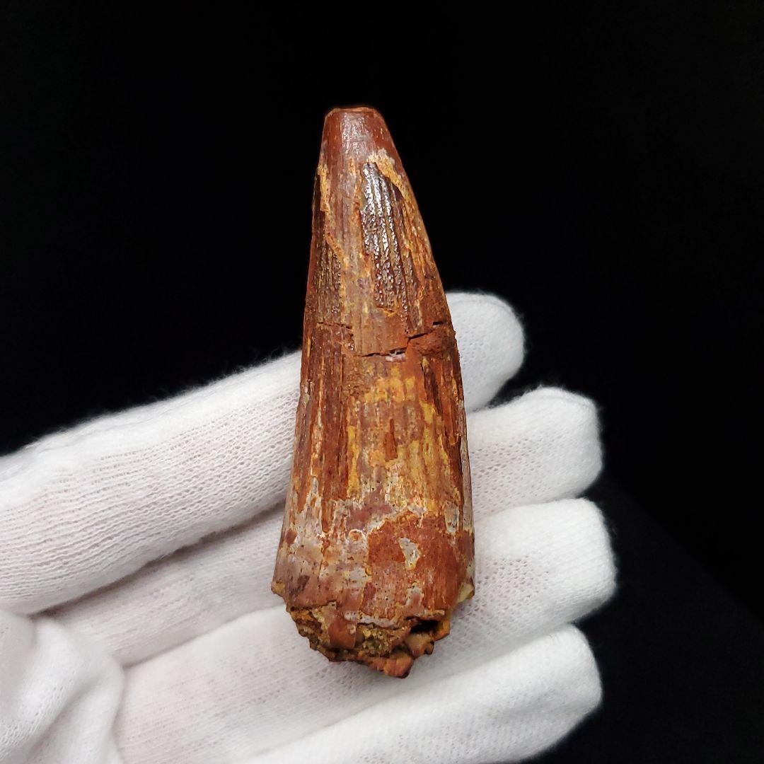 スピノサウルス 本物 モロッコ産 58.64mm  sp462