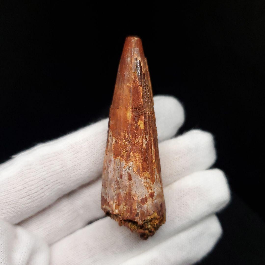 スピノサウルス 本物 モロッコ産 58.64mm  sp462