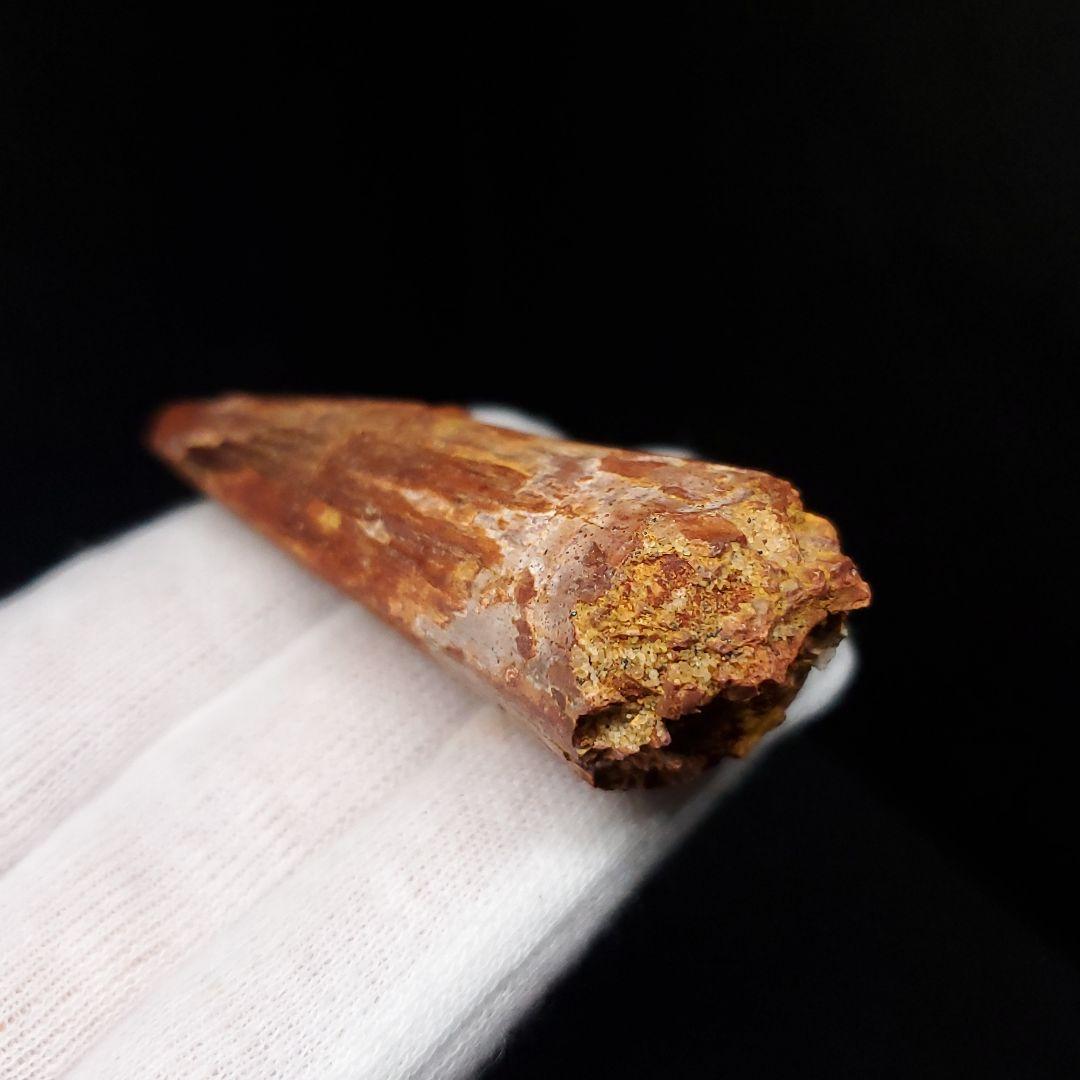 スピノサウルス 本物 モロッコ産 58.64mm  sp462