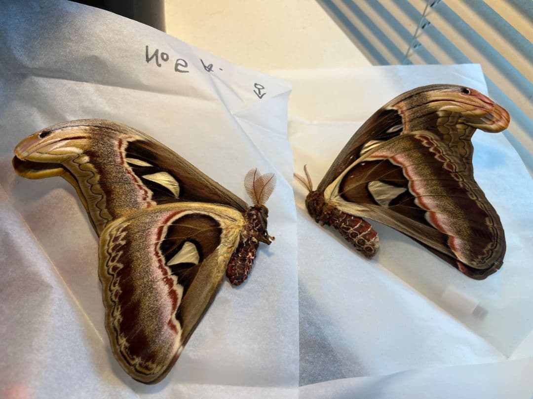 【ペア】ヨナグニサン モス蛾ガモルフォ蝶蛇トンボゼミセミ