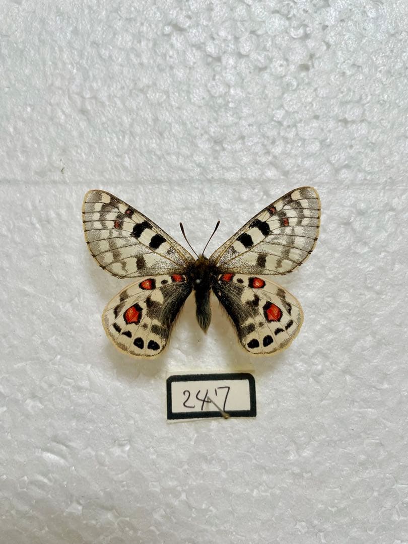 パルナシウス・アッコ・ヴァイロカナ（中国・青海省タングラ山、オス）