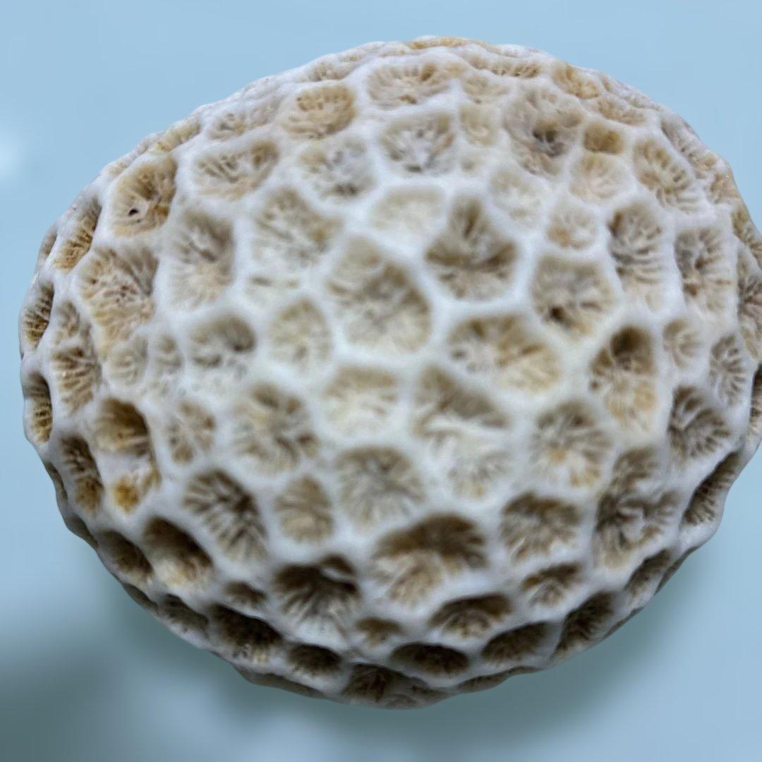 サンゴの化石 手のひらサイズ