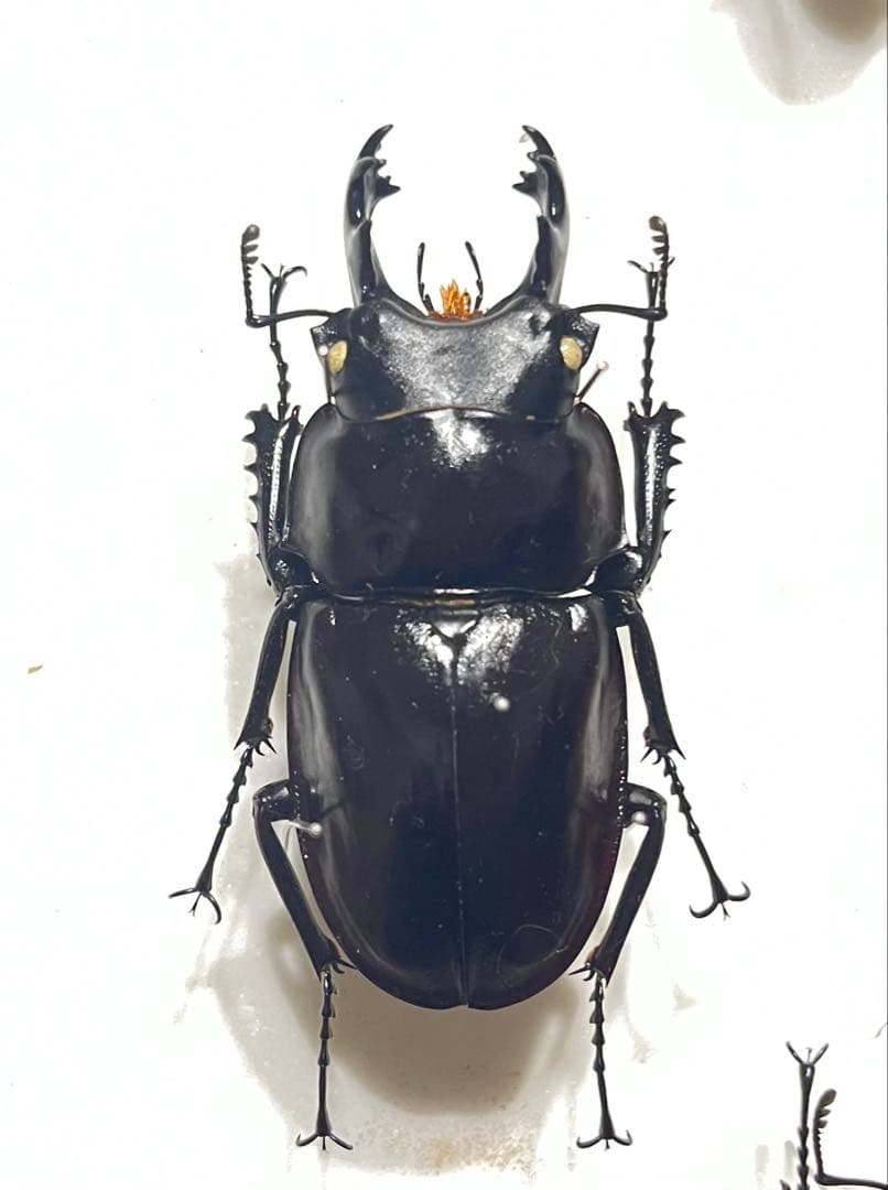 ヤエヤママルバネ 野外品 約61ミリ 西表島産