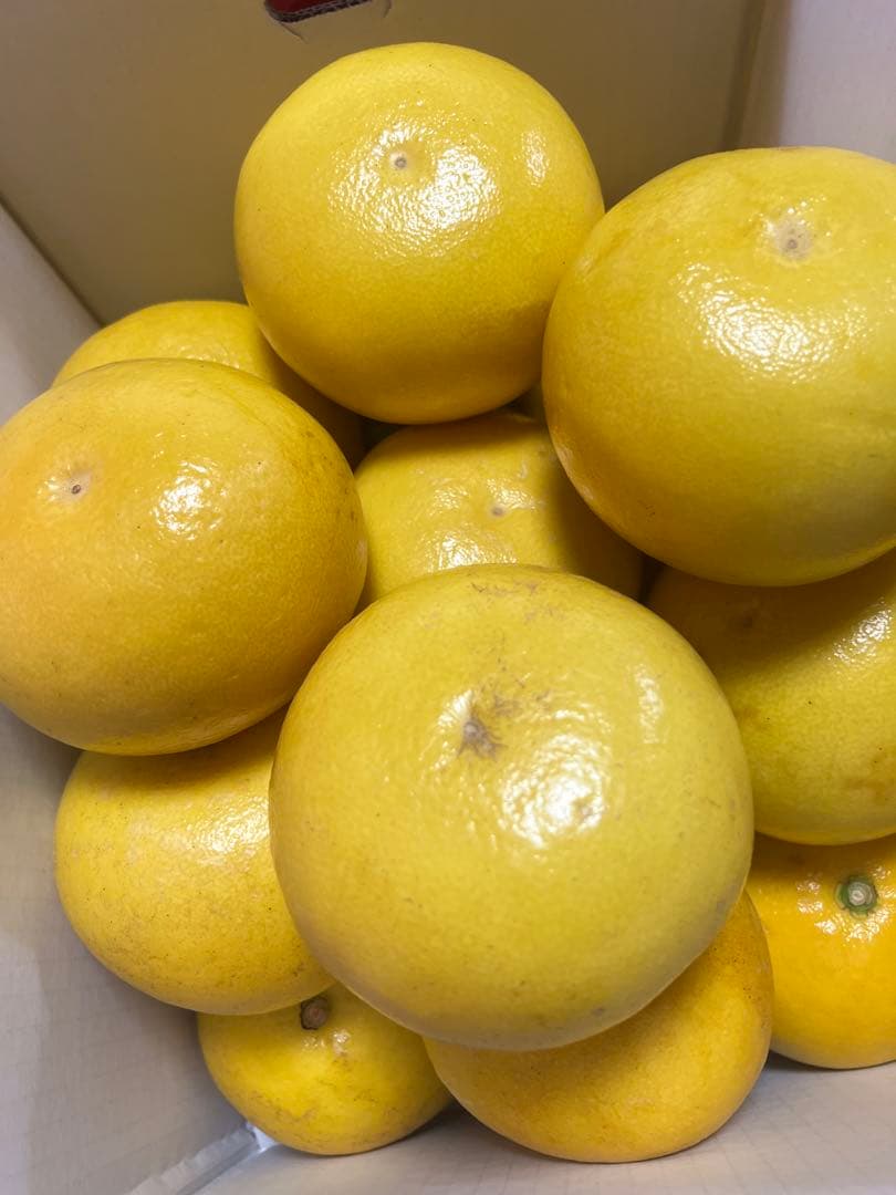 文旦　山北みかん　ポンカン　好きにも　10