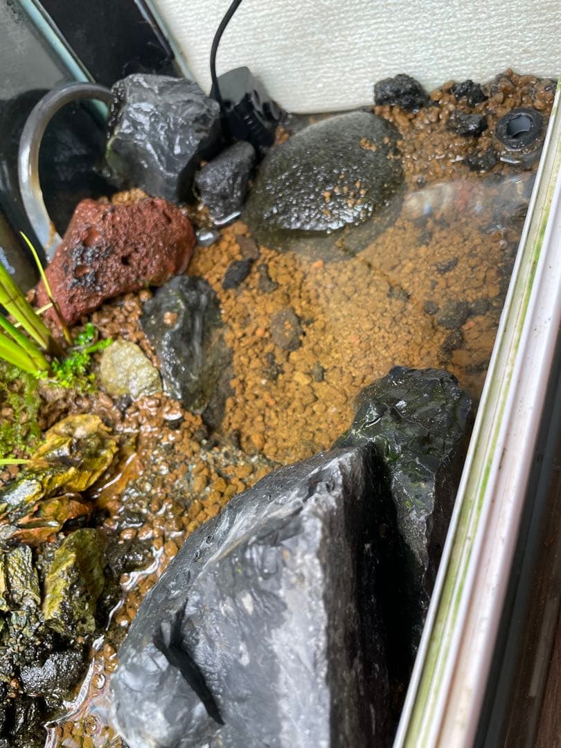 【受注生産】 小川のあるアクアテラリウム 60センチ水槽