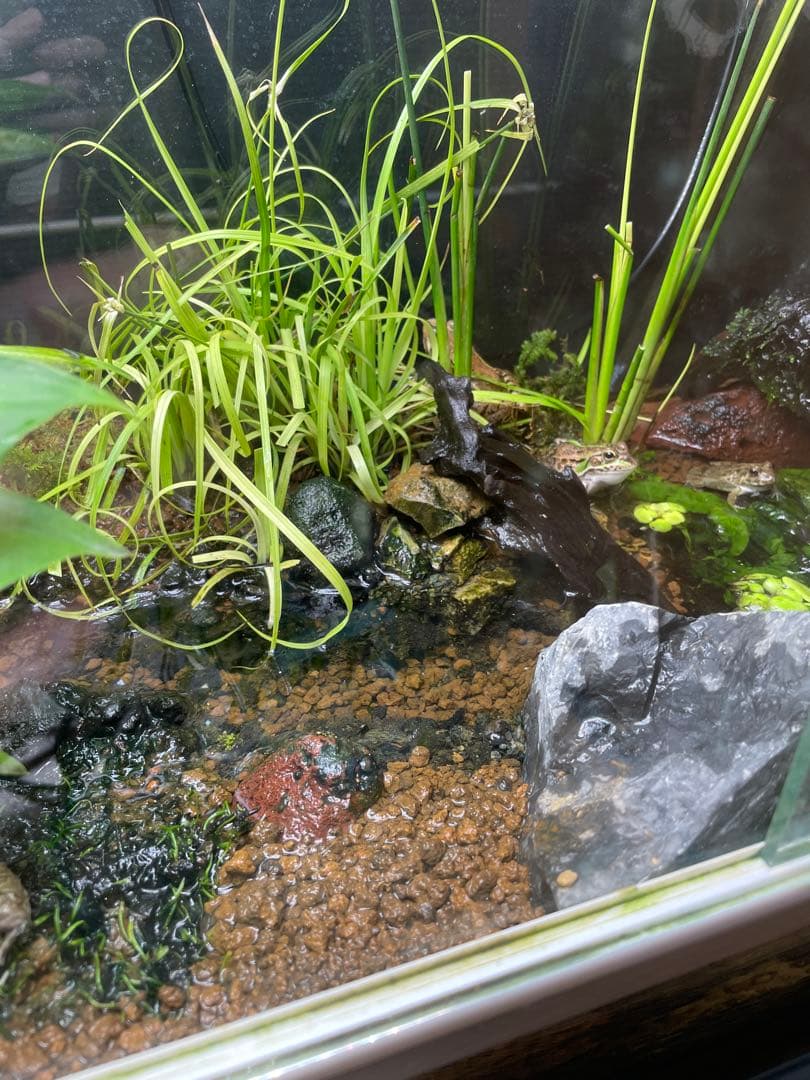 【受注生産】 小川のあるアクアテラリウム 60センチ水槽