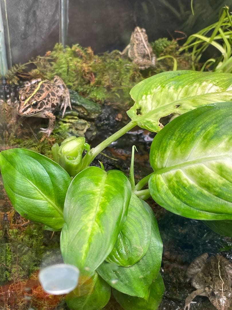 【受注生産】 小川のあるアクアテラリウム 60センチ水槽