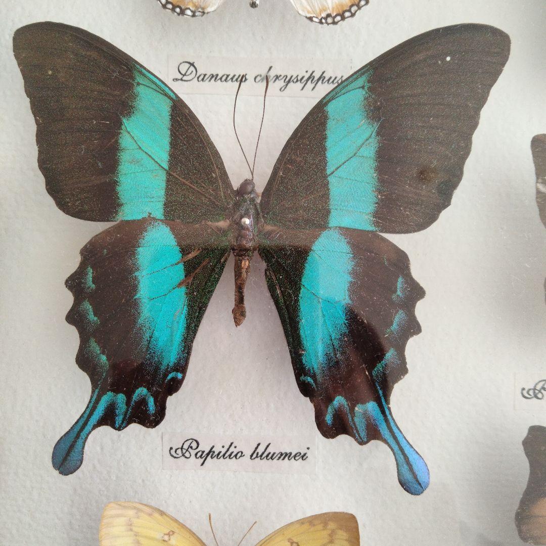 美しい蝶の標本セット 9匹