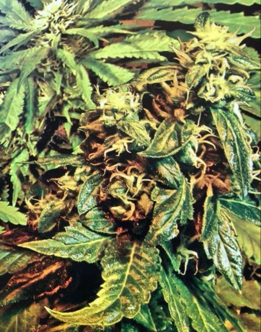 舐達麻　NORTHERN BLUE 1.0.4 ポスター