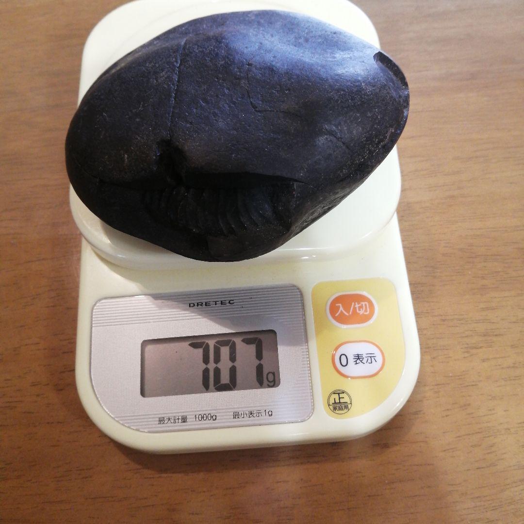 ネパールムクチナート産出。黒色アンモナイト化石 大きいサイズ(希少）