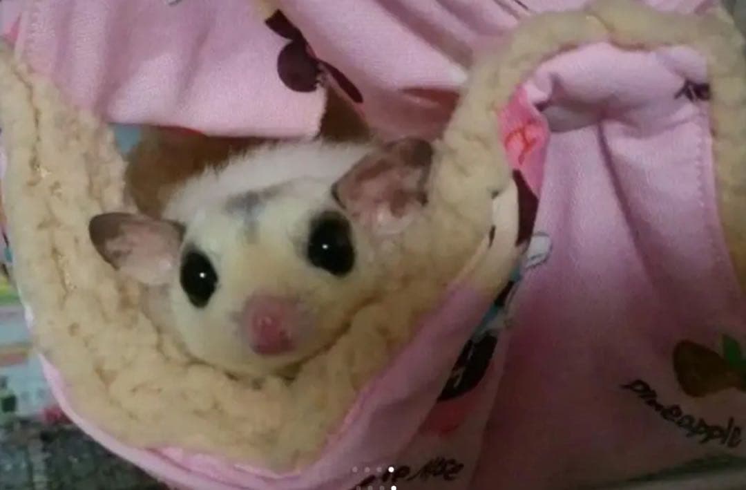 モモンガハウス(ハリネズミ柄Ver.4)ボアグレー  1850円