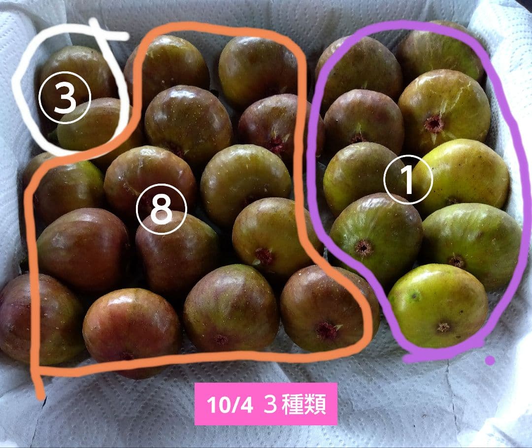 無花果（いちじく）多品種　コンパクトBOX　農薬不使用です