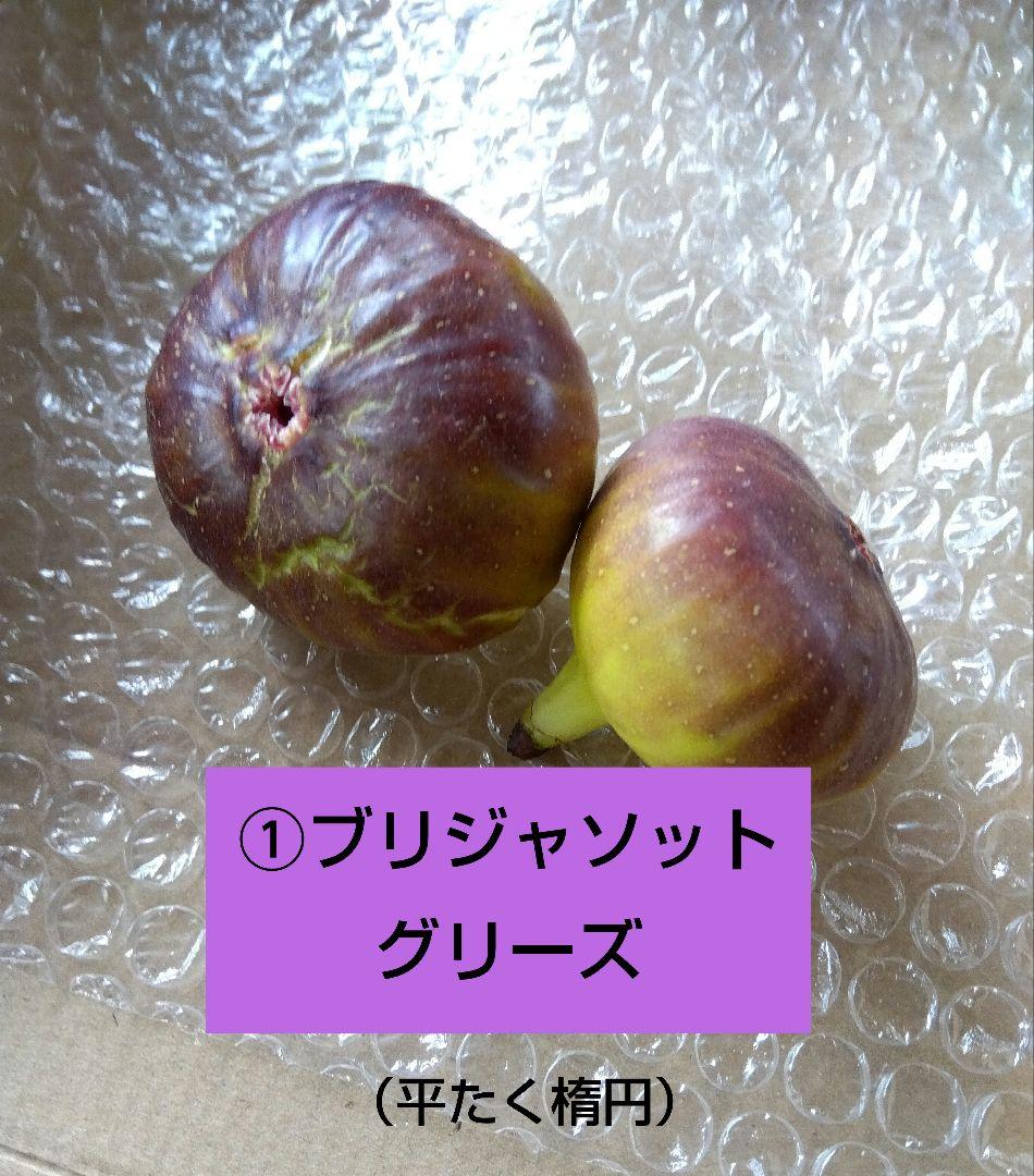 無花果（いちじく）多品種　コンパクトBOX　農薬不使用です