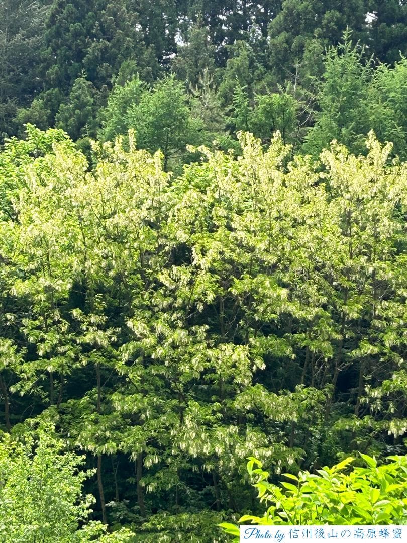 準備中あきぽん様