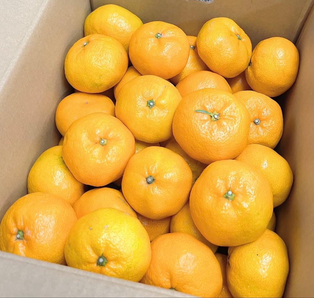 白い小鳩　即購入歓迎