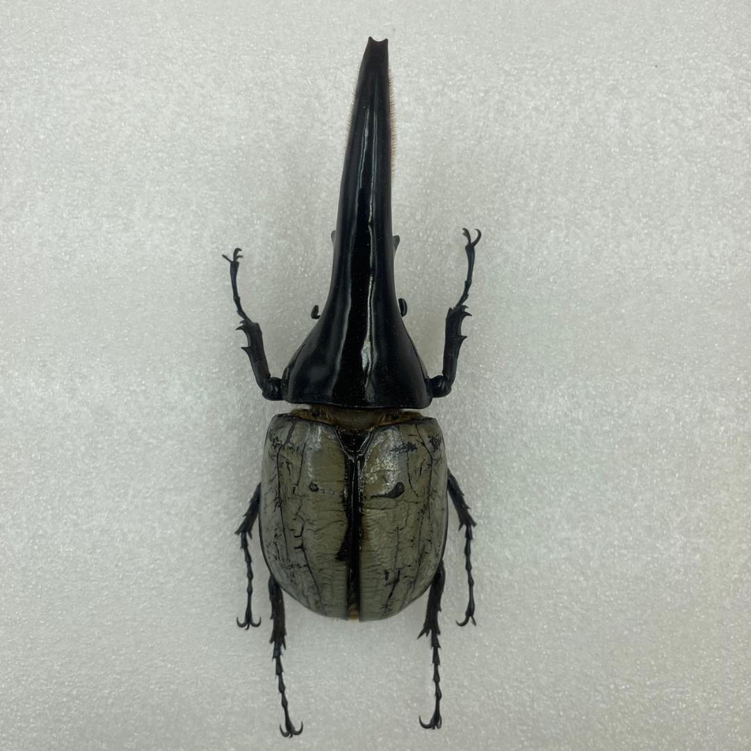 標本　珍ヘラクレスヘラクレス　ブルー　パチセラス血統　カブト