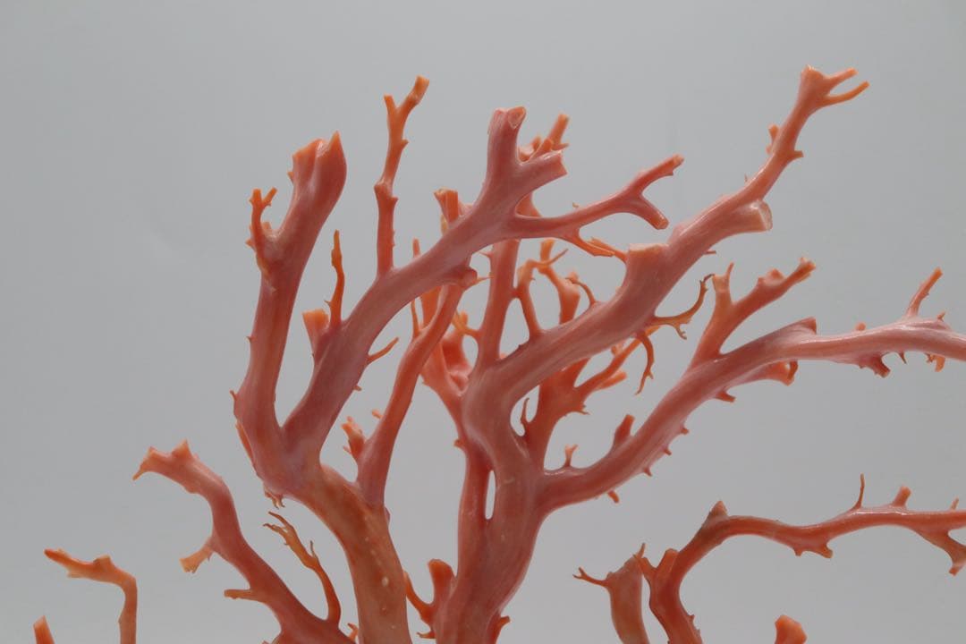 發財樹　縁起物　本珊瑚　重さ約340g 送料込み250814