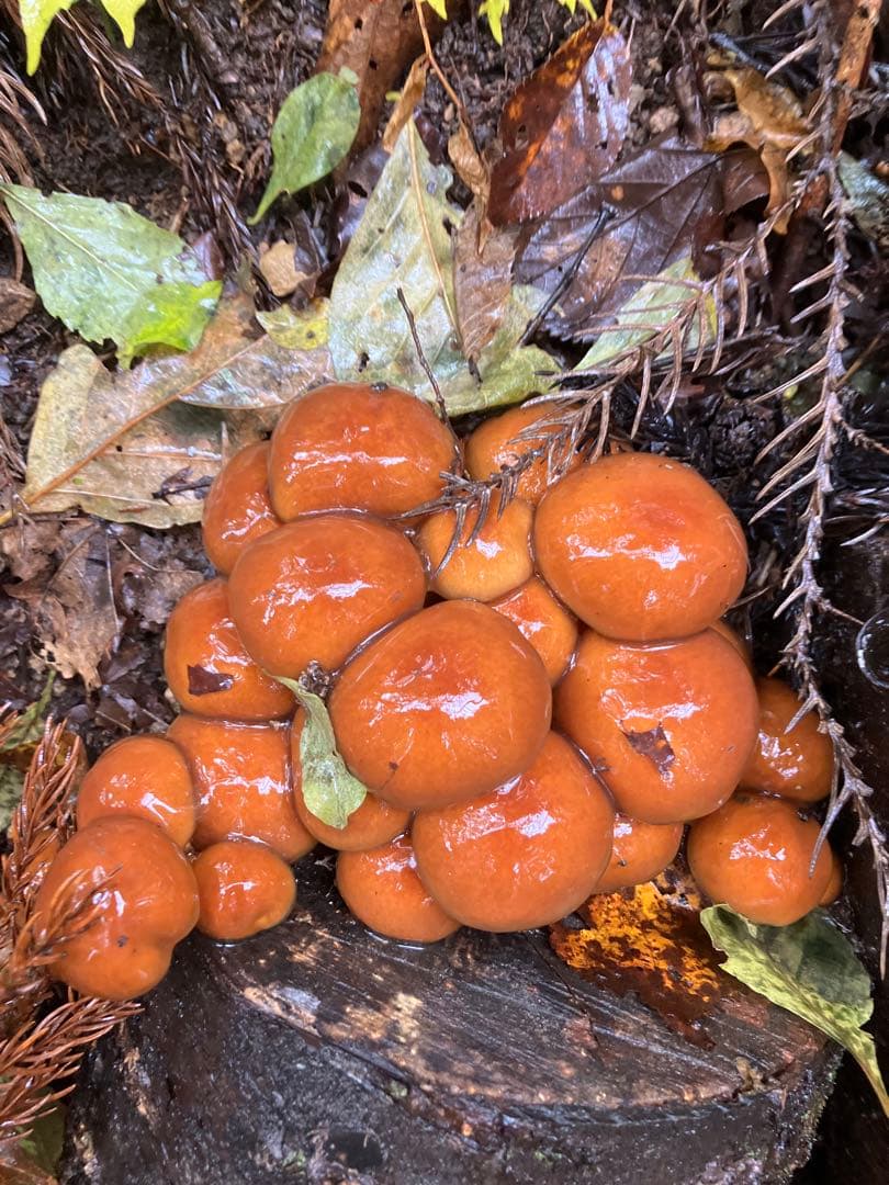 秋田県産肉厚ぷりぷりなめこ3キロ