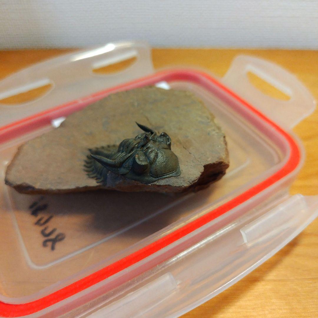 超美麗！ メタカンティナ 三葉虫 希少 最高級