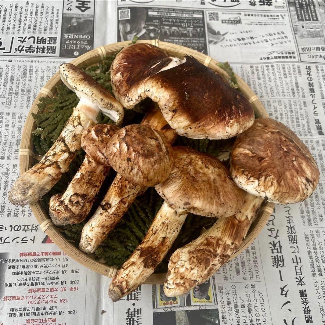 天然きのこ 松茸 国産 良品‼️ マツタケ まつたけ 大自然の凛さん採取その210
