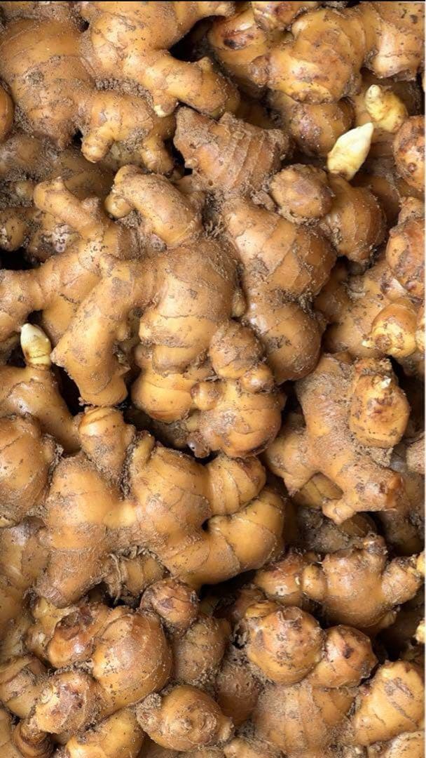 熊本生姜 5キロ